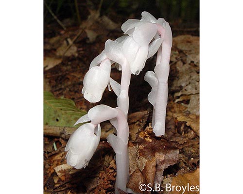 Indian Pipe